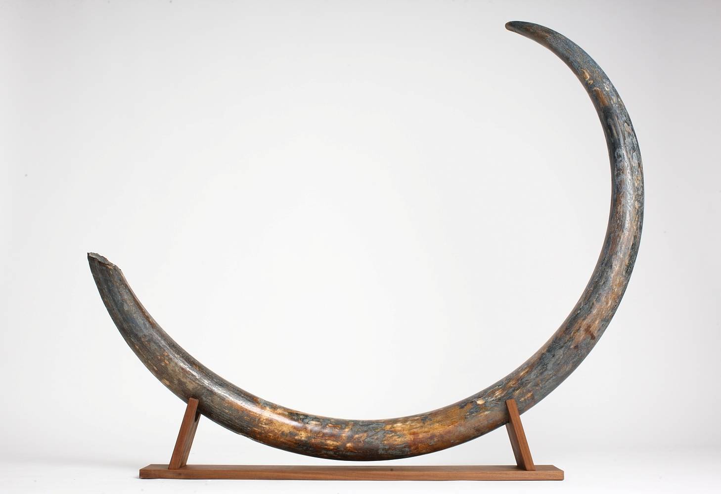 The Business of Ethical Mammoth Ivory