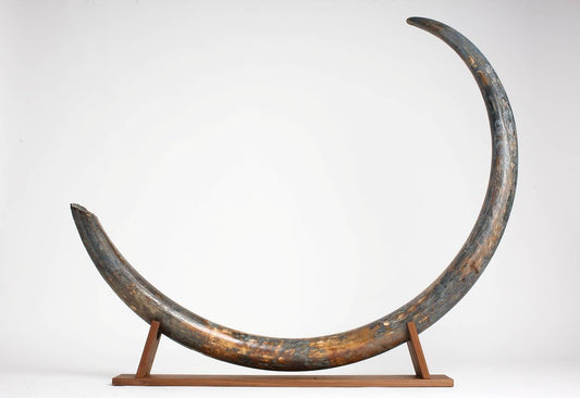 The Business of Ethical Mammoth Ivory