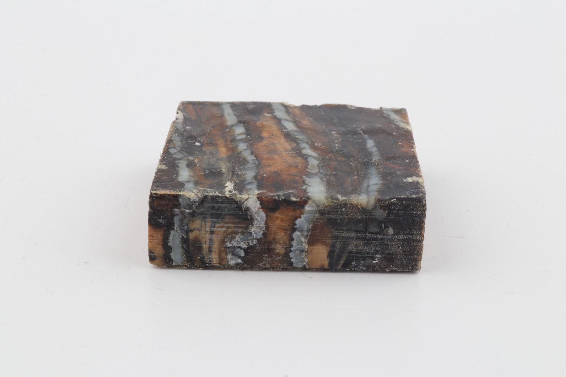 Stabilised mammoth molar piece