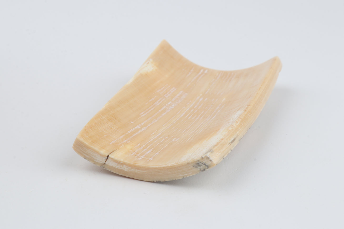 White-grey mammoth bark