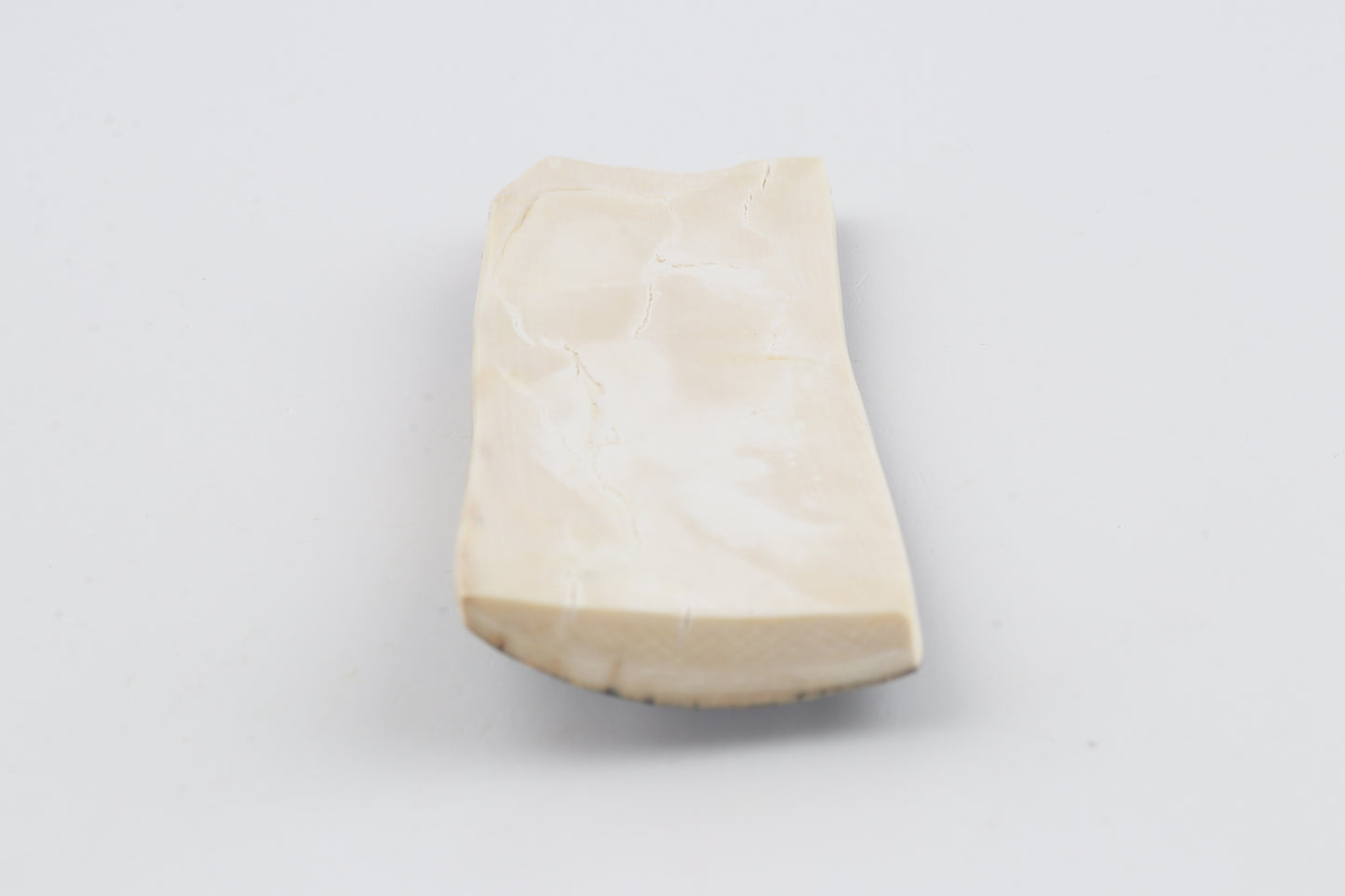 Blue mammoth bark