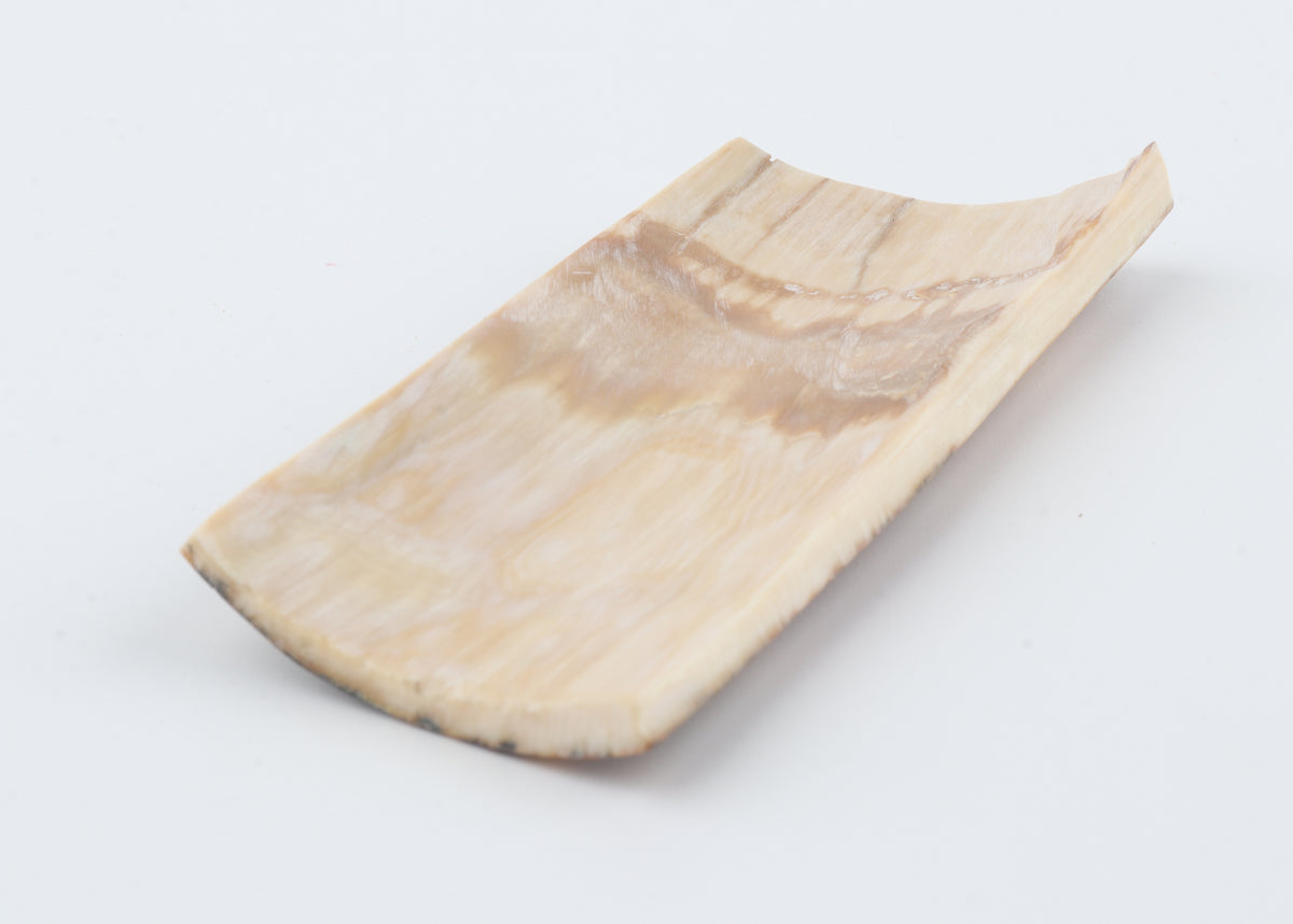 Creme-brown mammoth bark