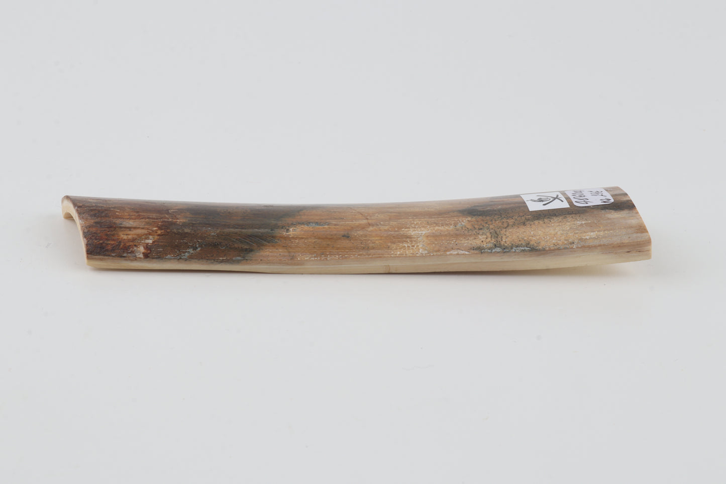 Beige-green mammoth bark