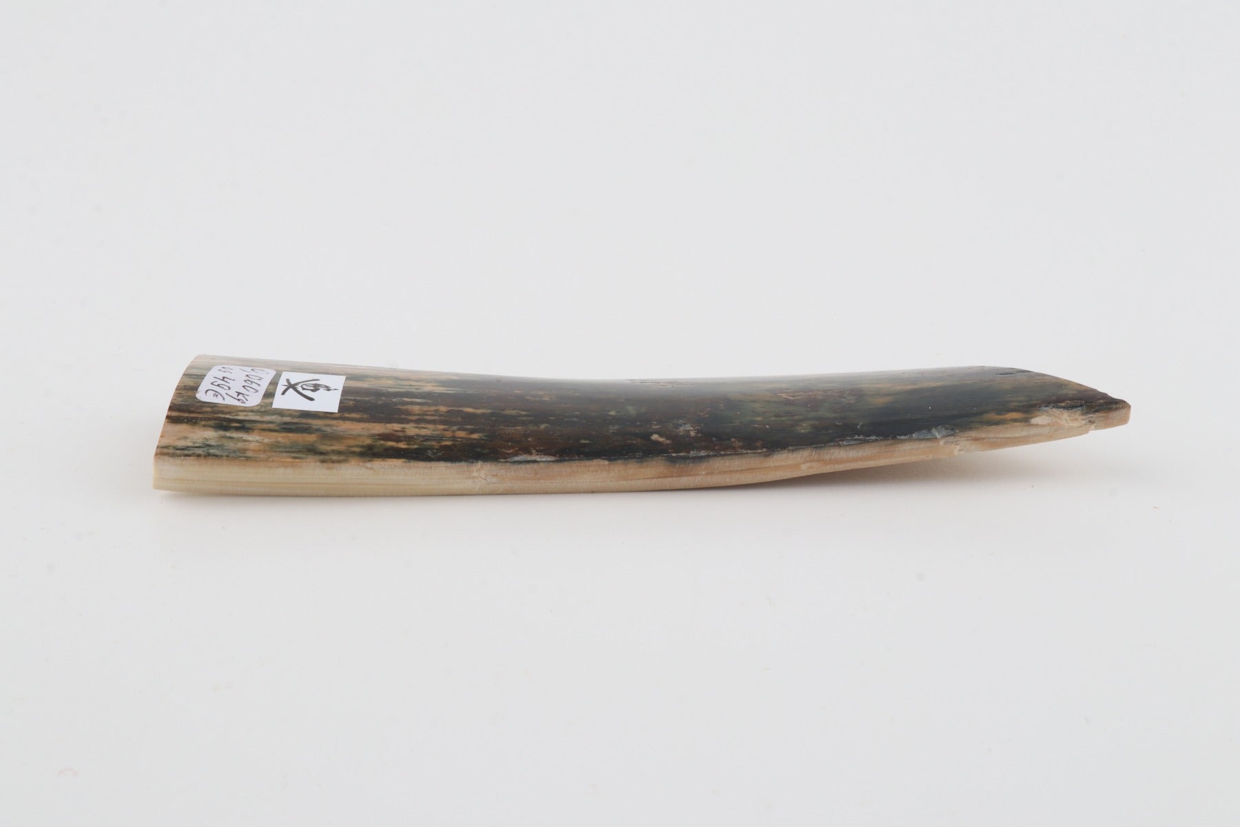 Green mammoth bark