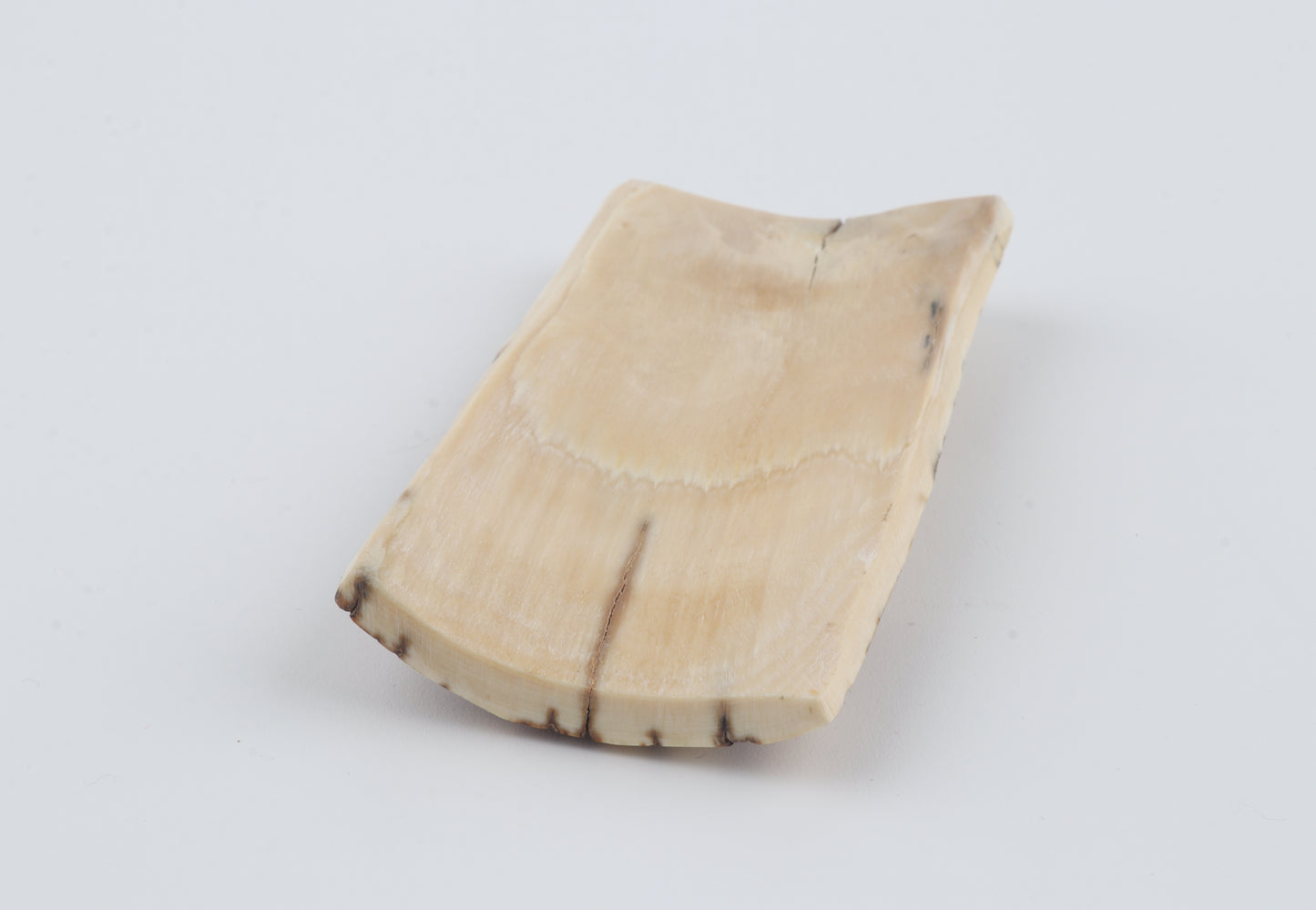 White-brown mammoth bark
