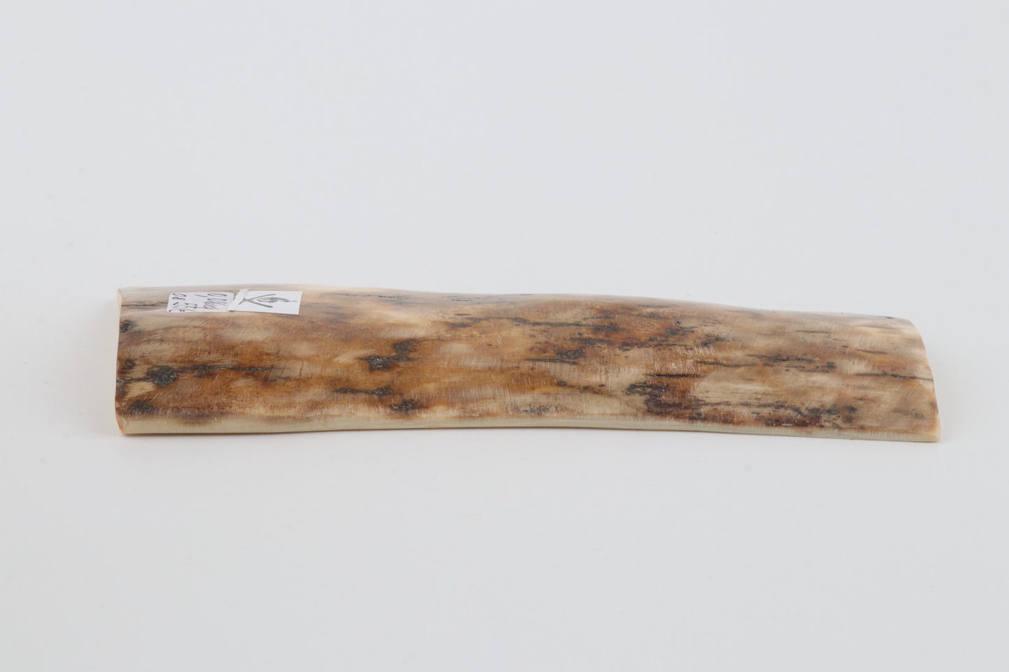 Beige mammoth bark