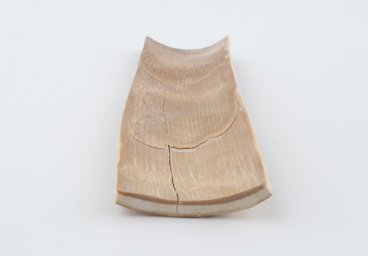 Golden-brown mammoth bark