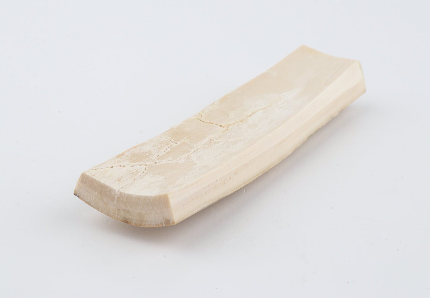 Creme-white mammoth bark