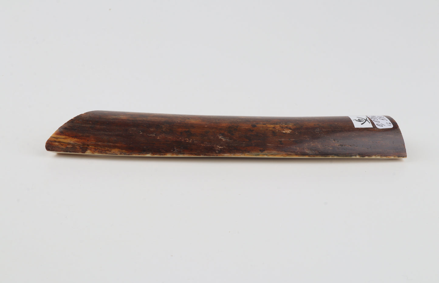 Brown-caramel mammoth bark