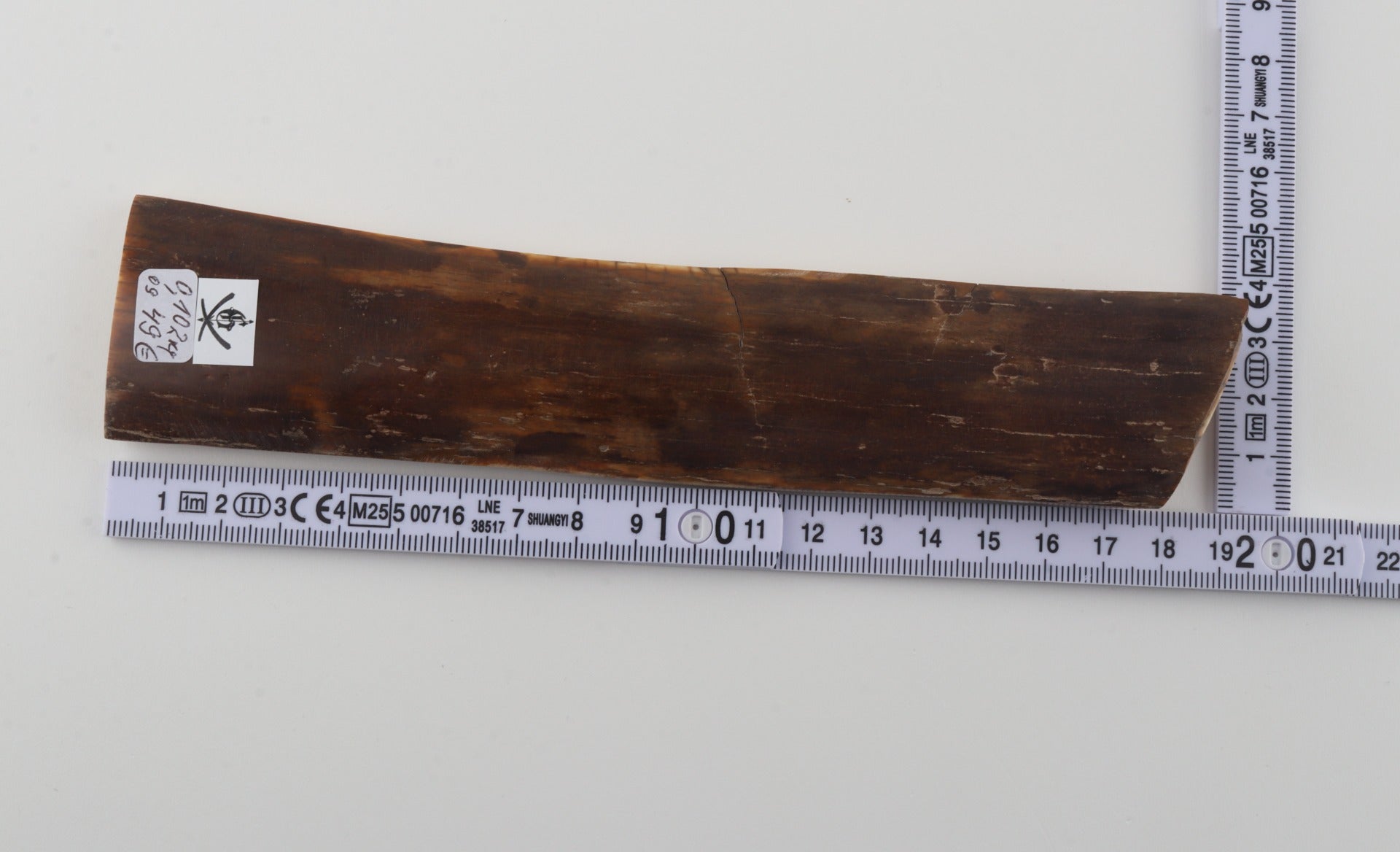 Brown mammoth bark