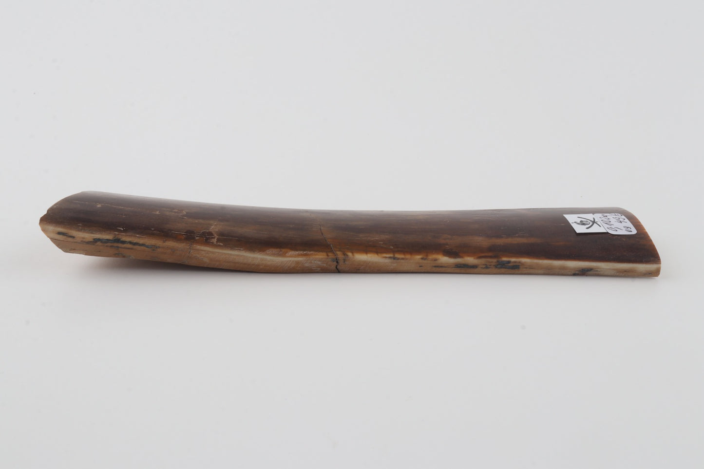 Brown mammoth bark