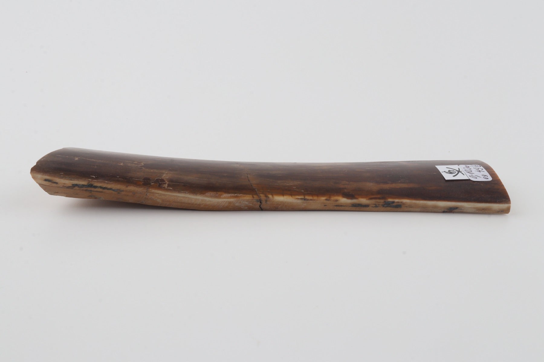 Brown mammoth bark
