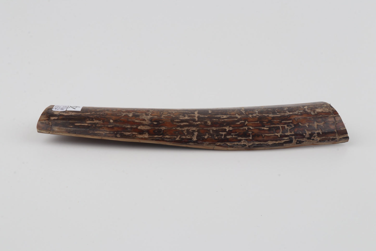 Brown mammoth bark