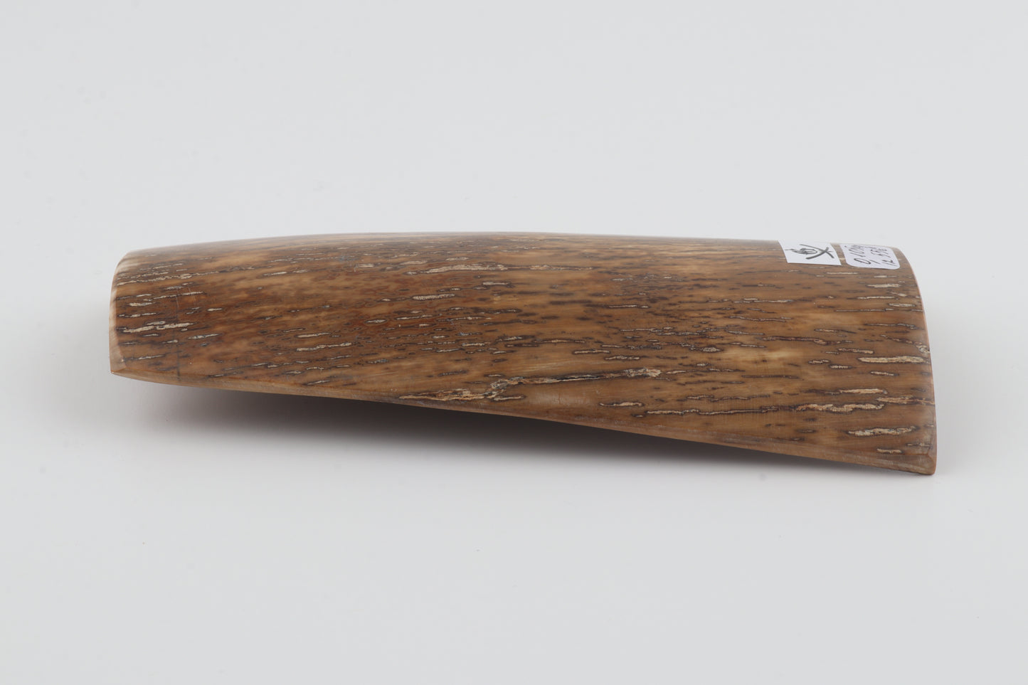 Beige-mustard mammoth bark