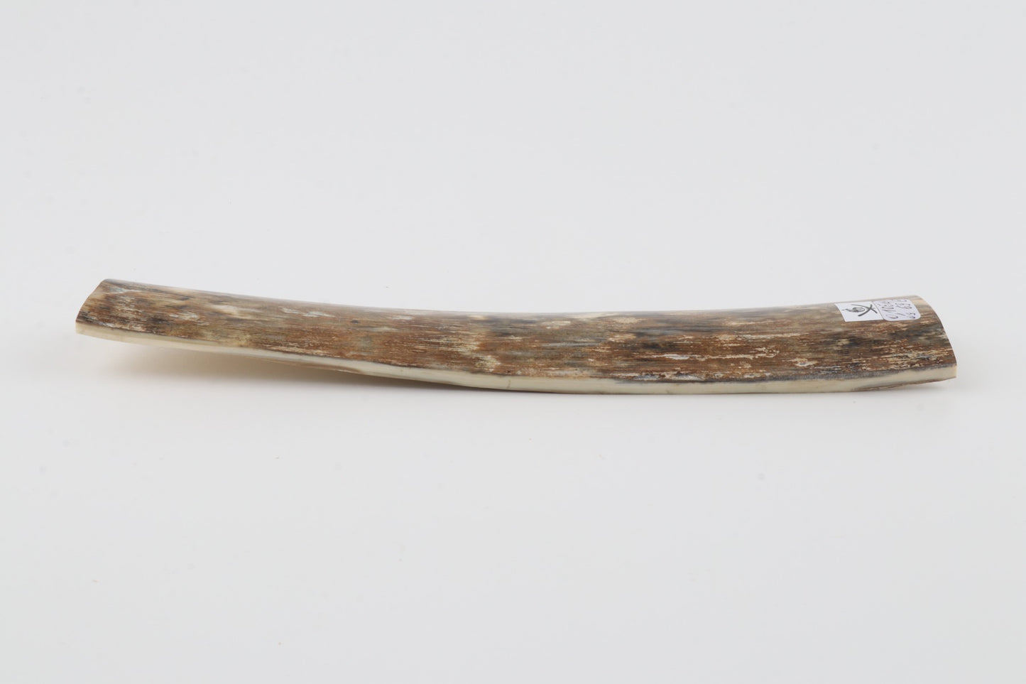 Beige mammoth bark