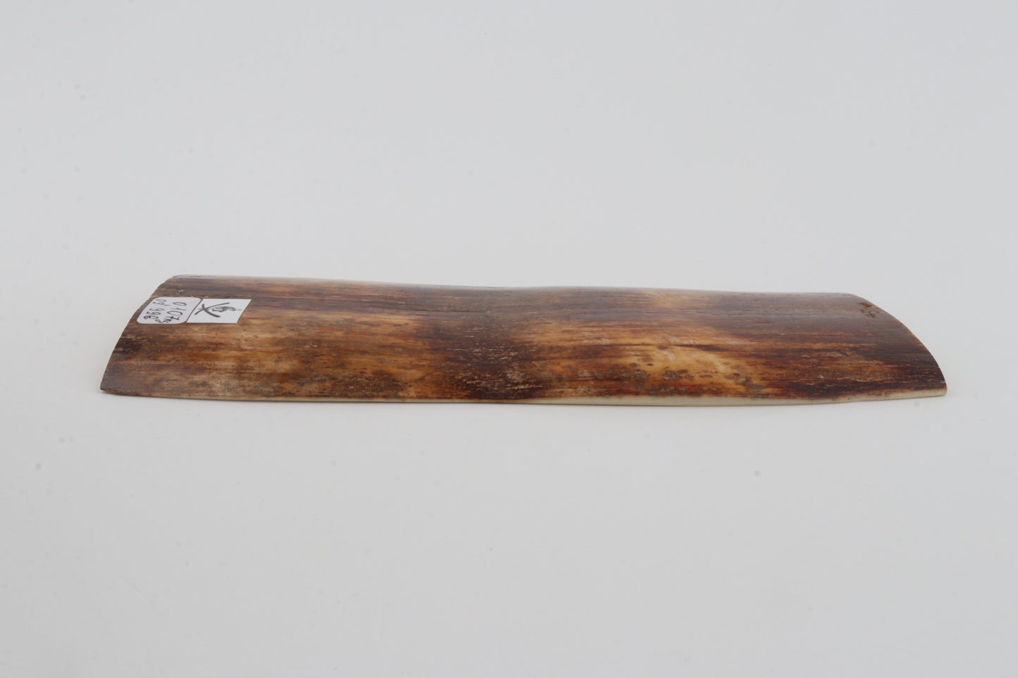 Brown-orange mammoth bark