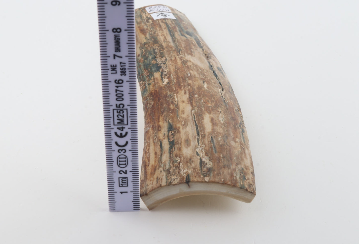 Mustard mammoth bark