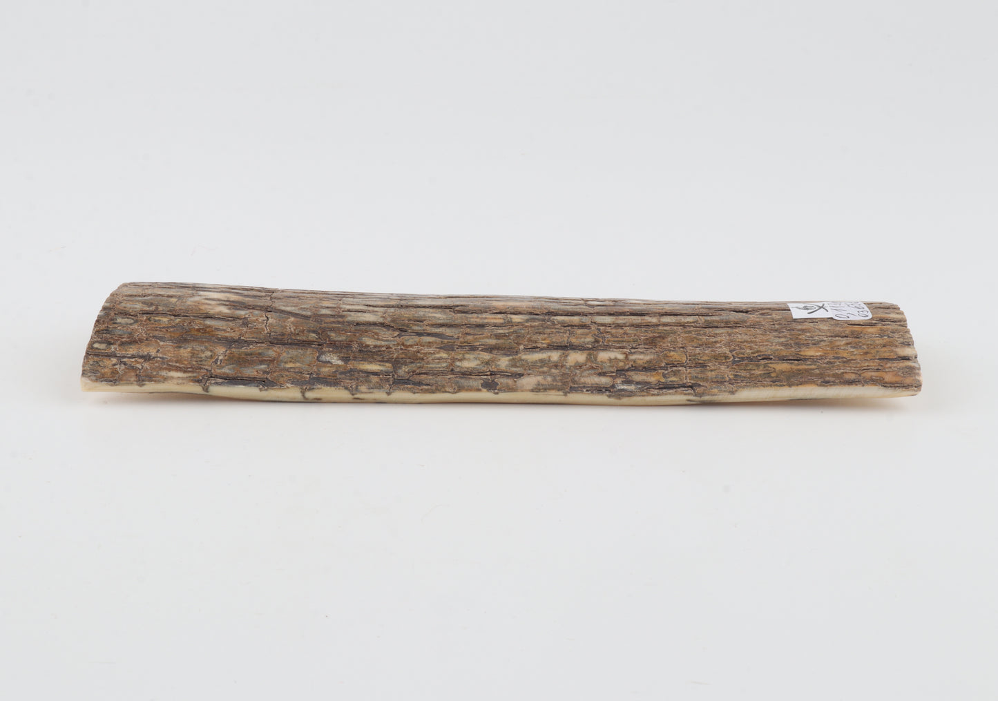 Beige mammoth bark