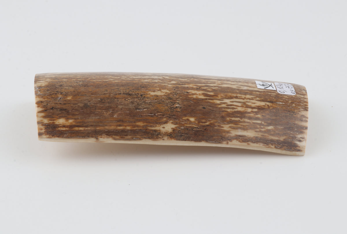 Brown-cream mammoth bark