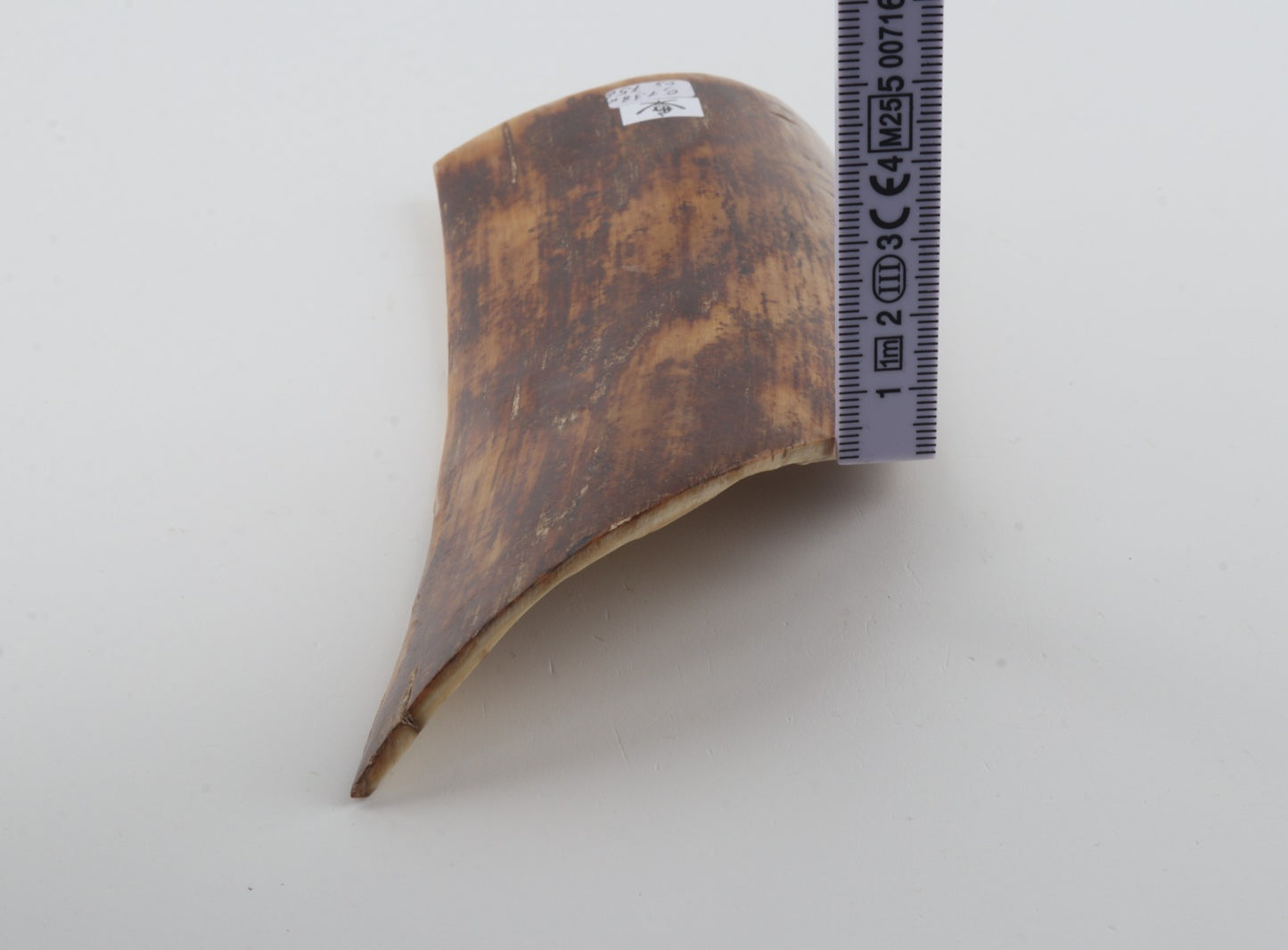 Brown-mustard mammoth bark