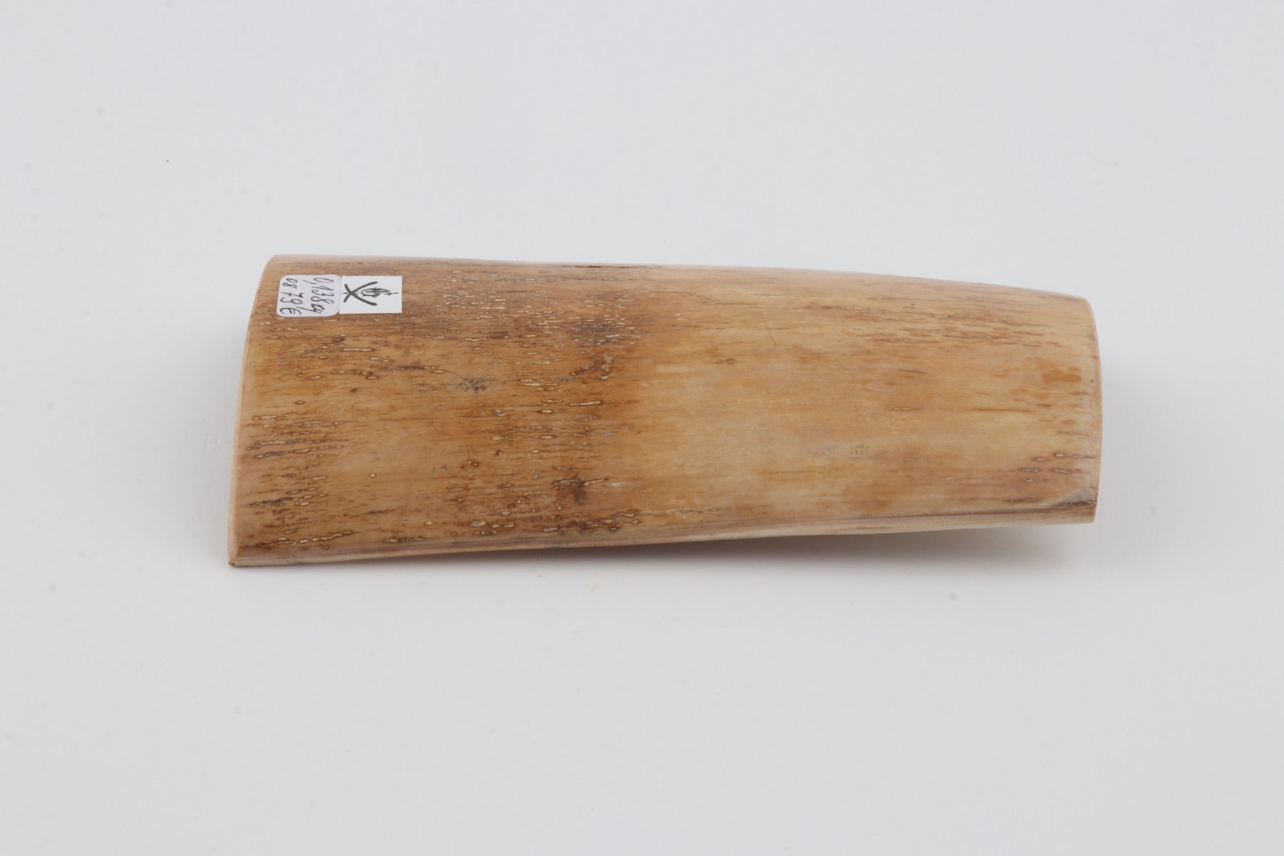 Beige mammoth bark