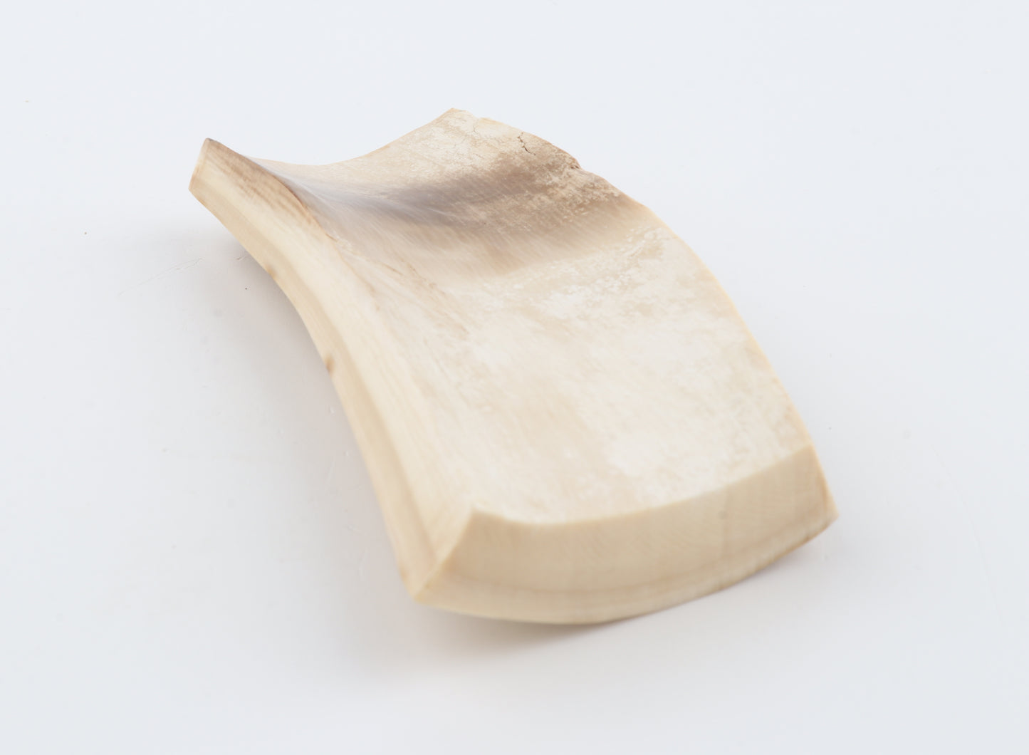 White mammoth bark