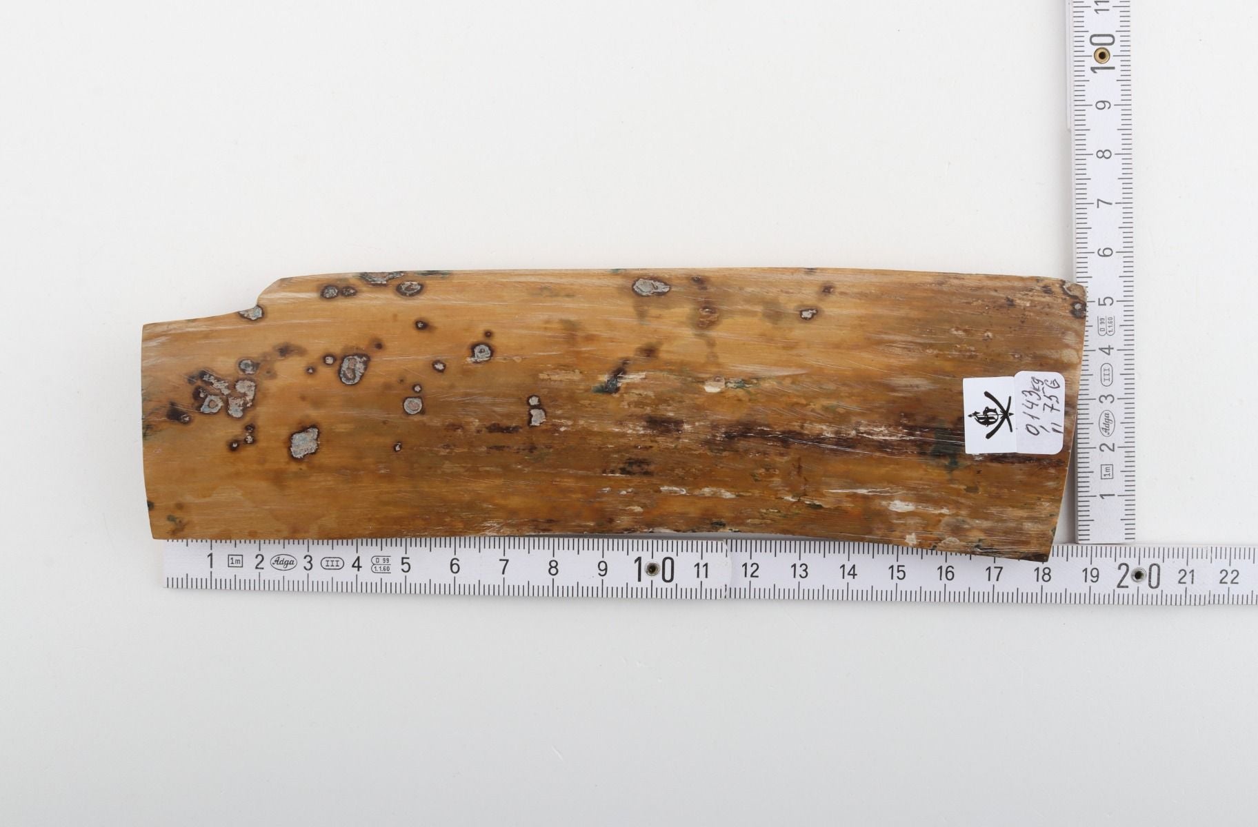 Beige mammoth bark