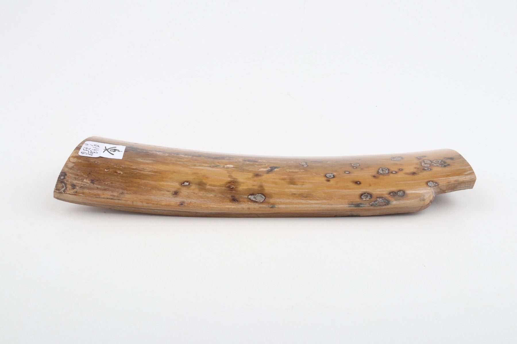 Beige mammoth bark
