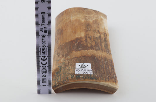 Beige-brown mammoth bark