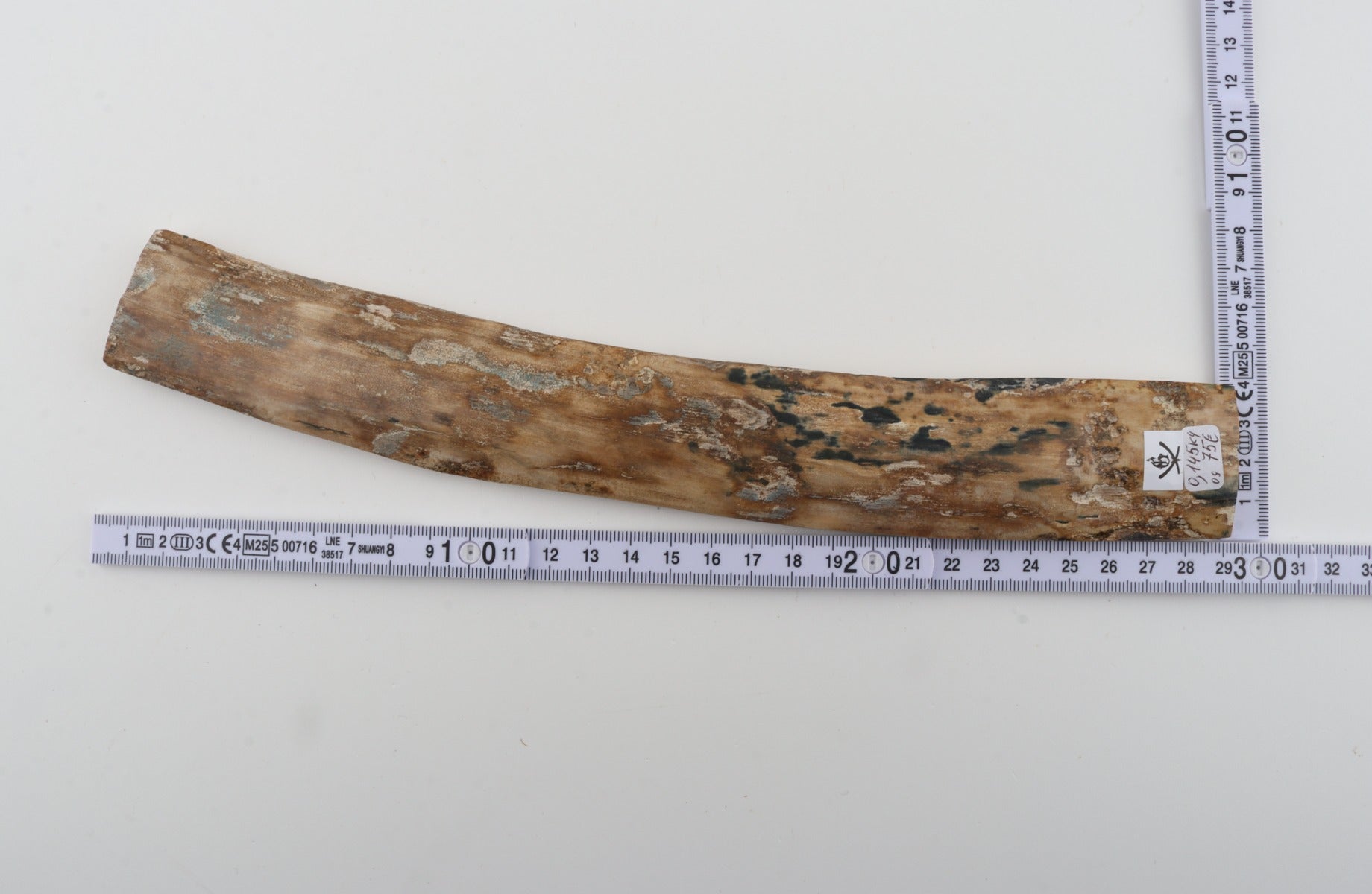 Beige mammoth bark