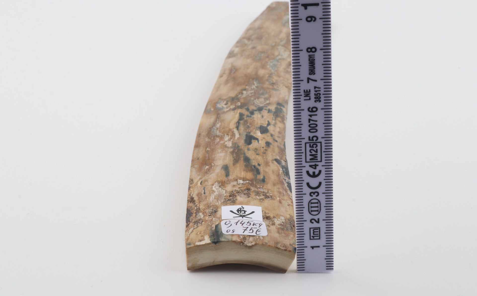 Beige mammoth bark