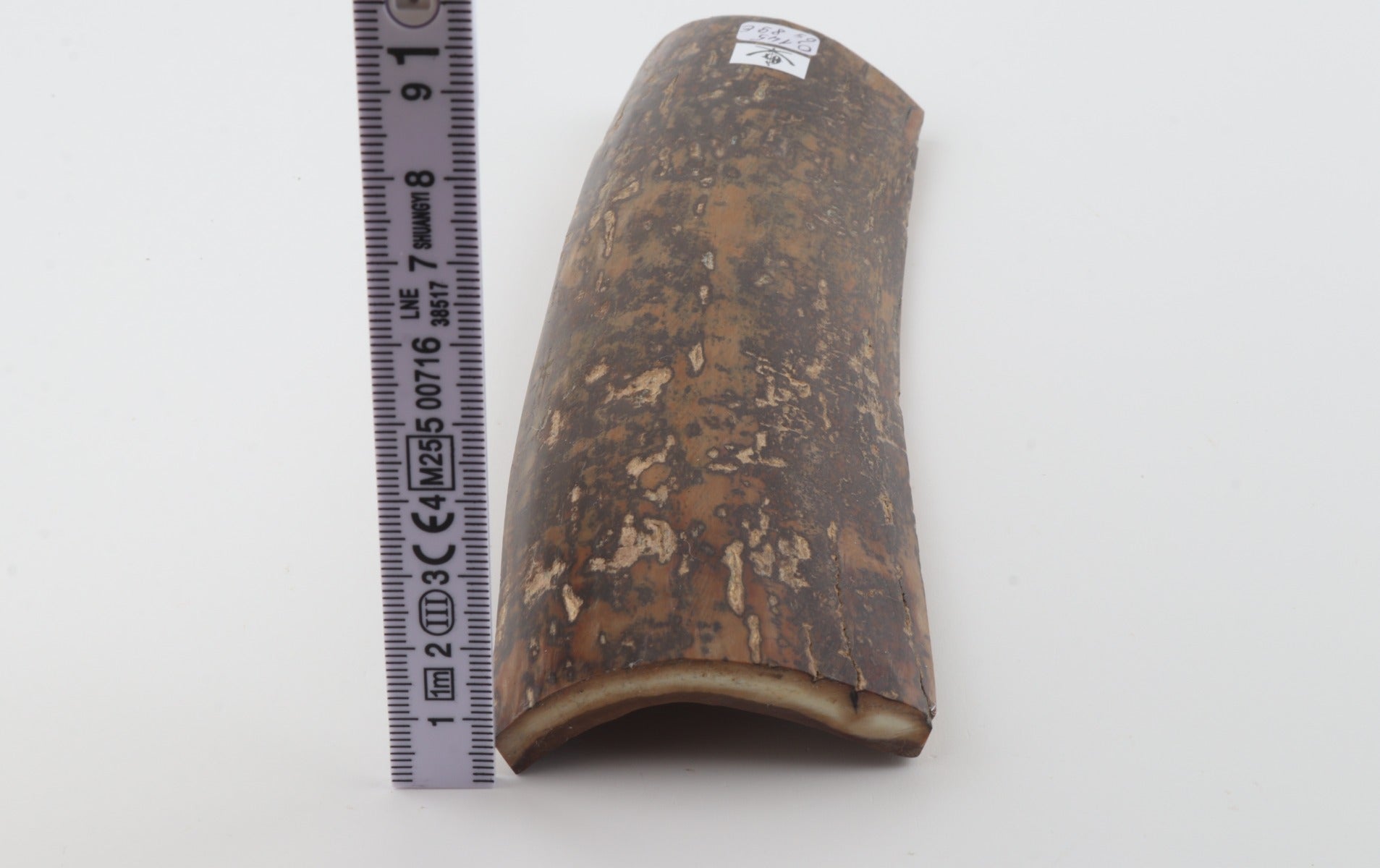 Brown-mustard mammoth bark