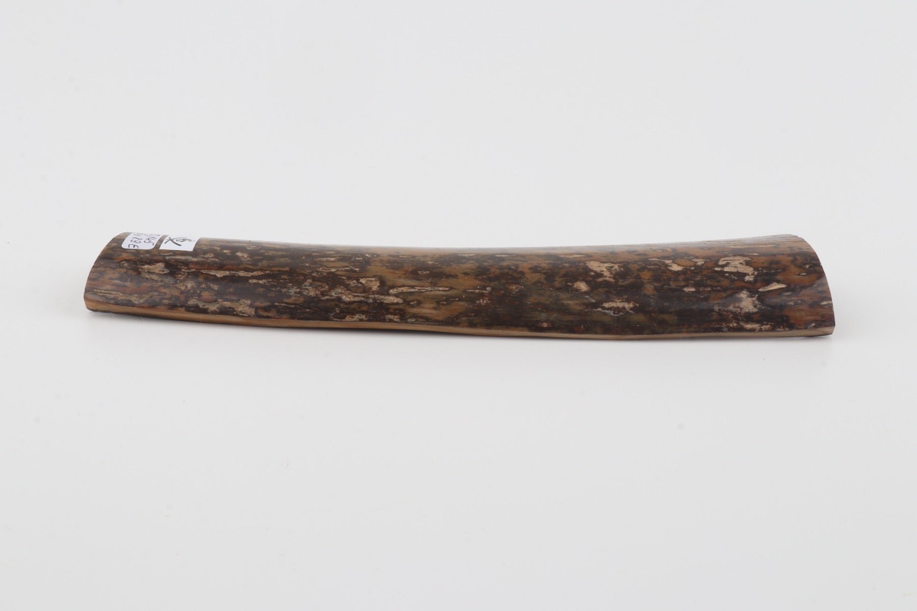 Brown-mustard mammoth bark