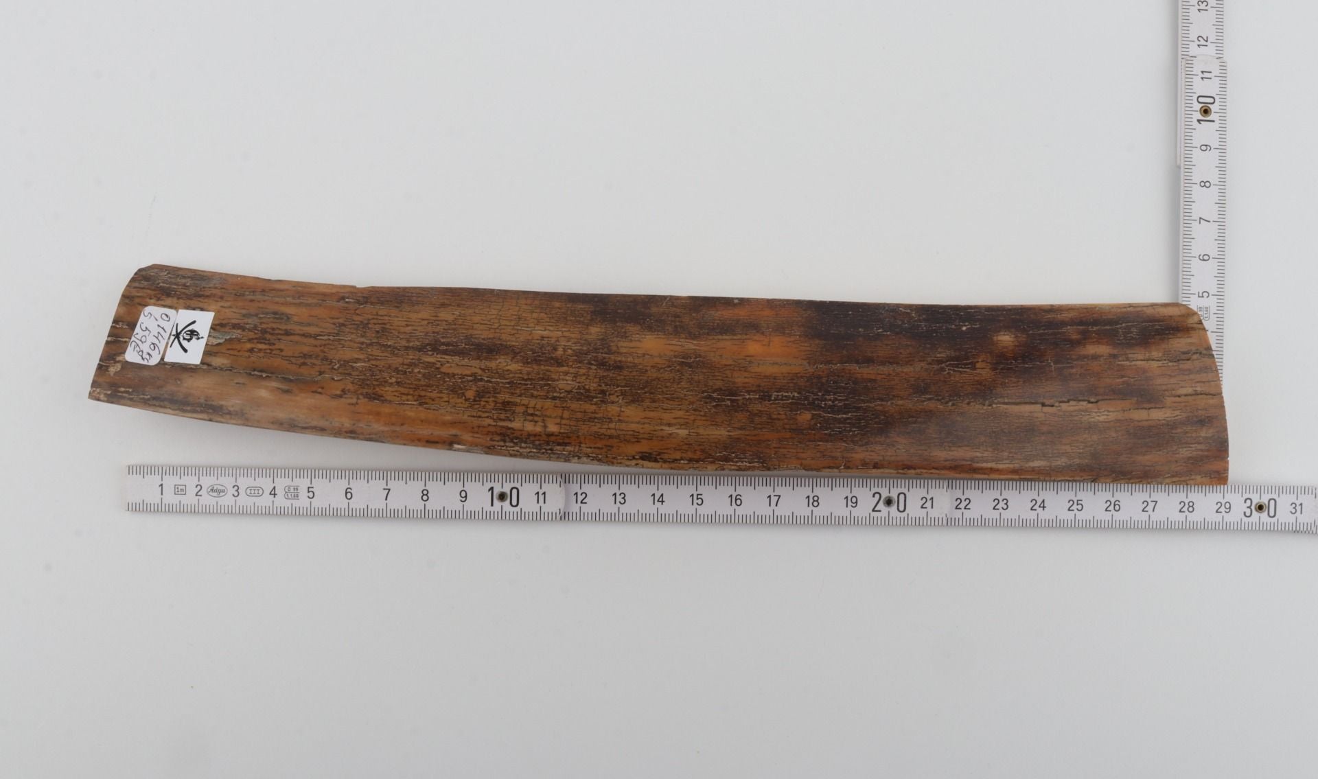 Brown-mustard mammoth bark