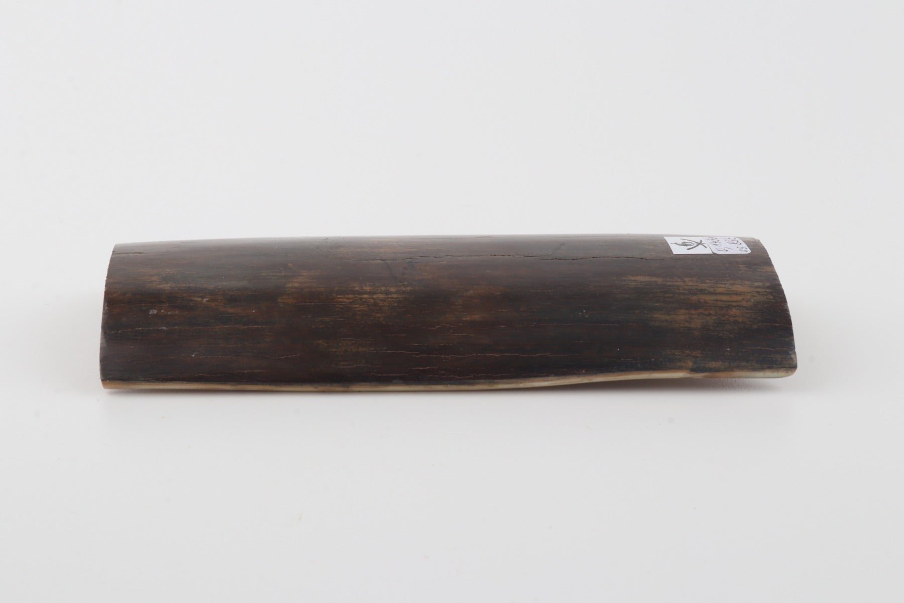 Brown mammoth bark