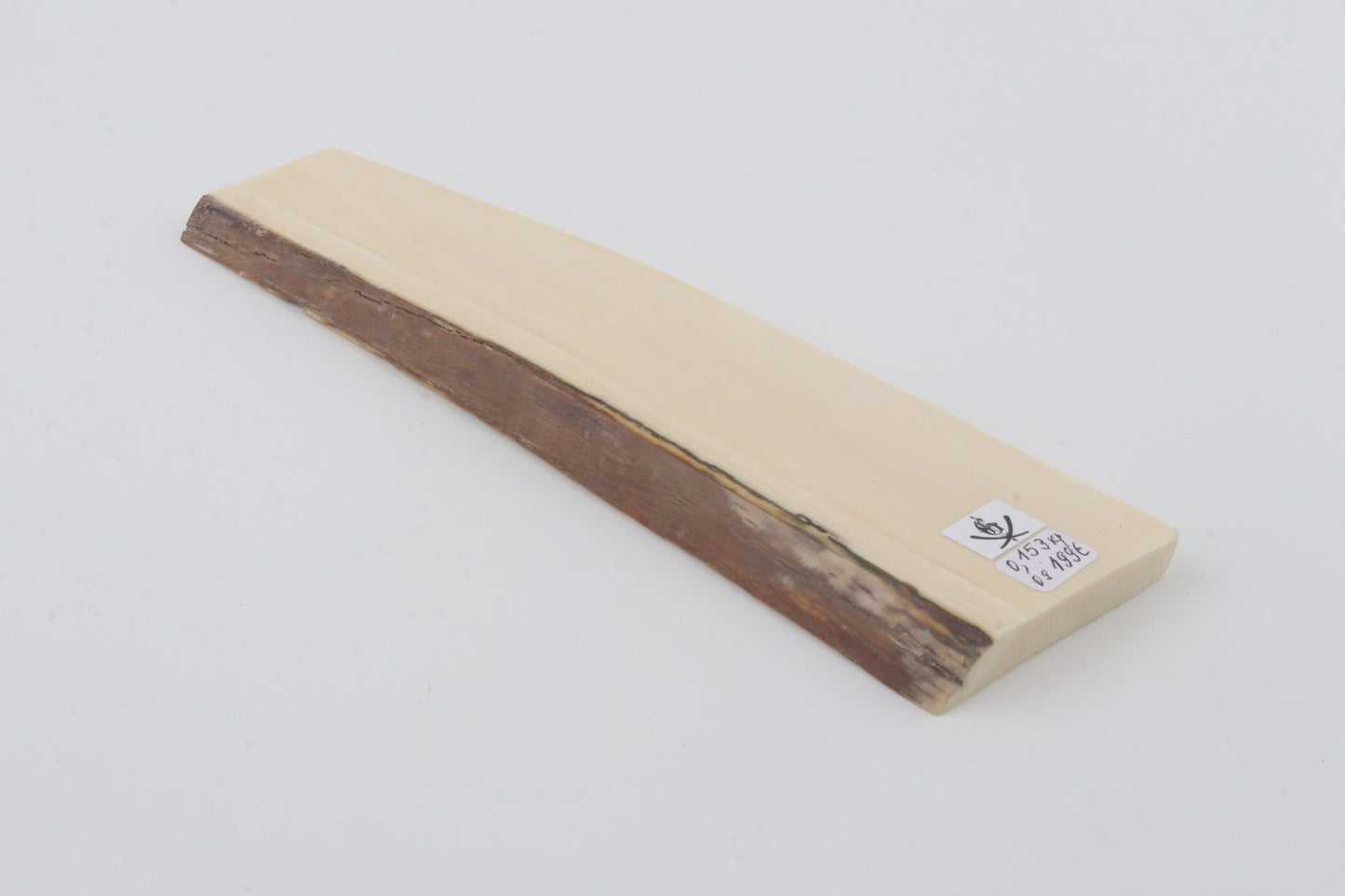 White mammoth ivory segment