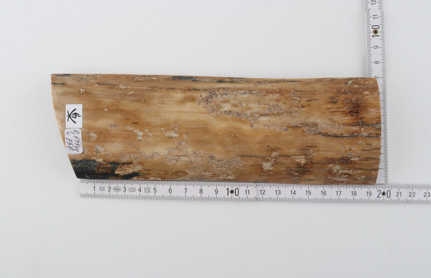 Beige mammoth bark