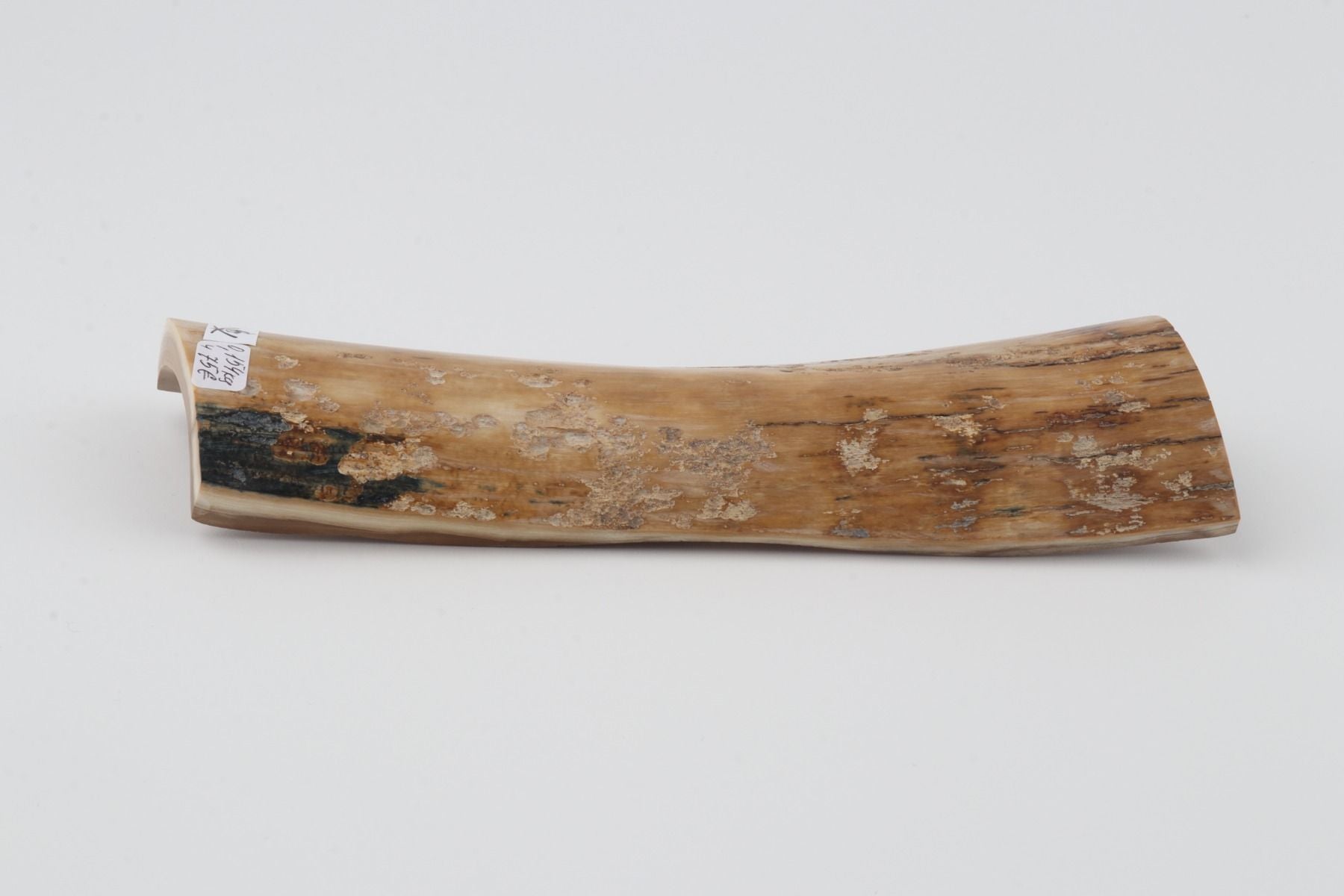Beige mammoth bark