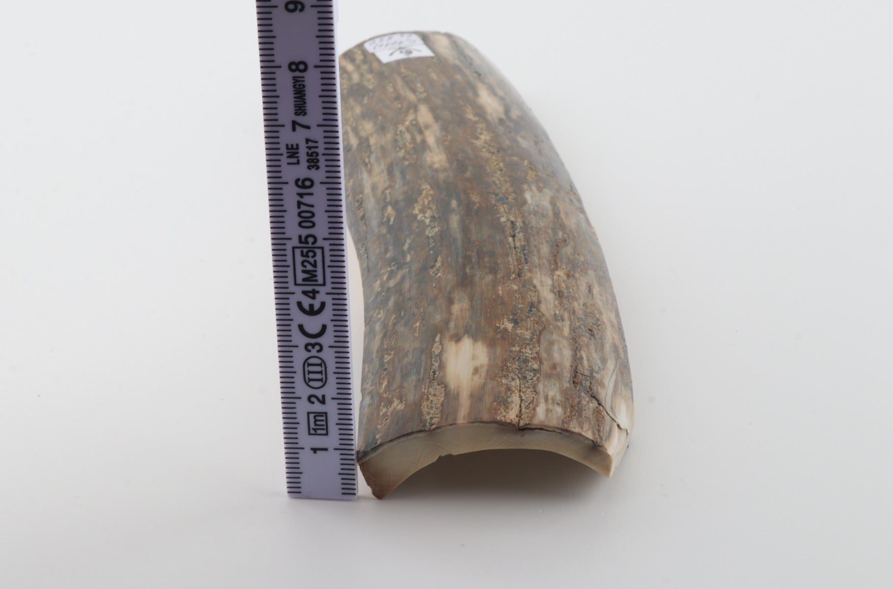 Green mammoth bark
