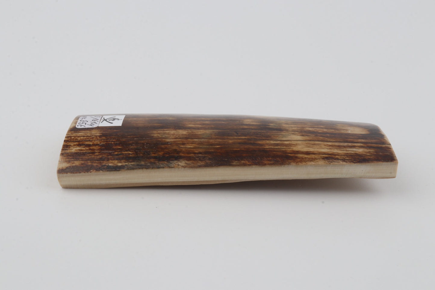 Brown mammoth bark