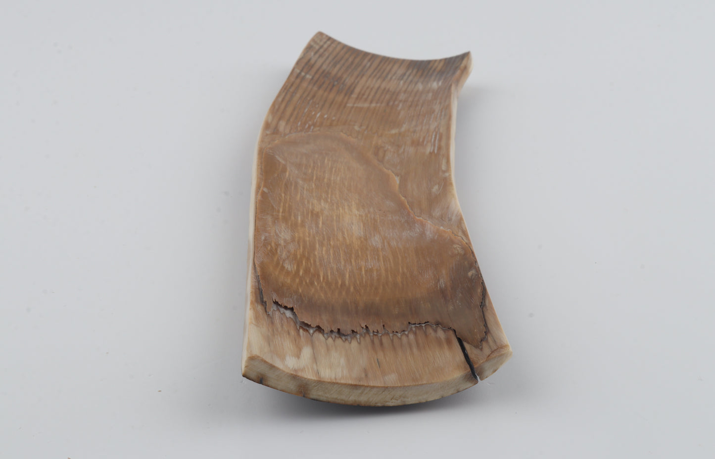 Brown-orange mammoth bark