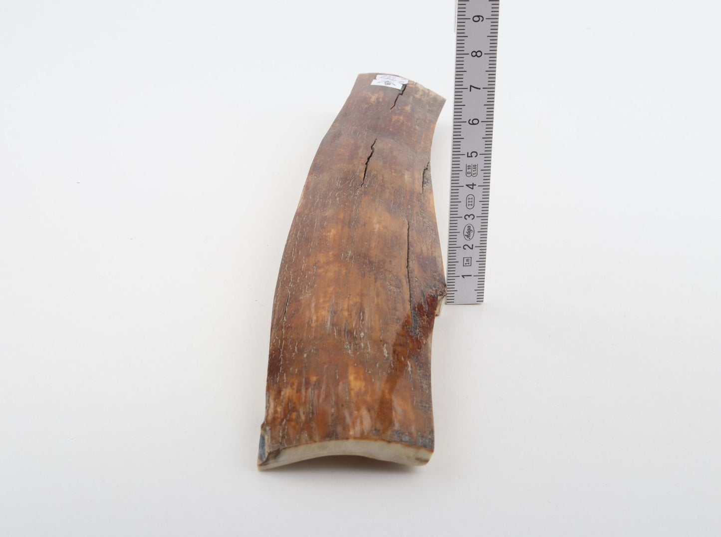 Caramel-brown mammoth bark