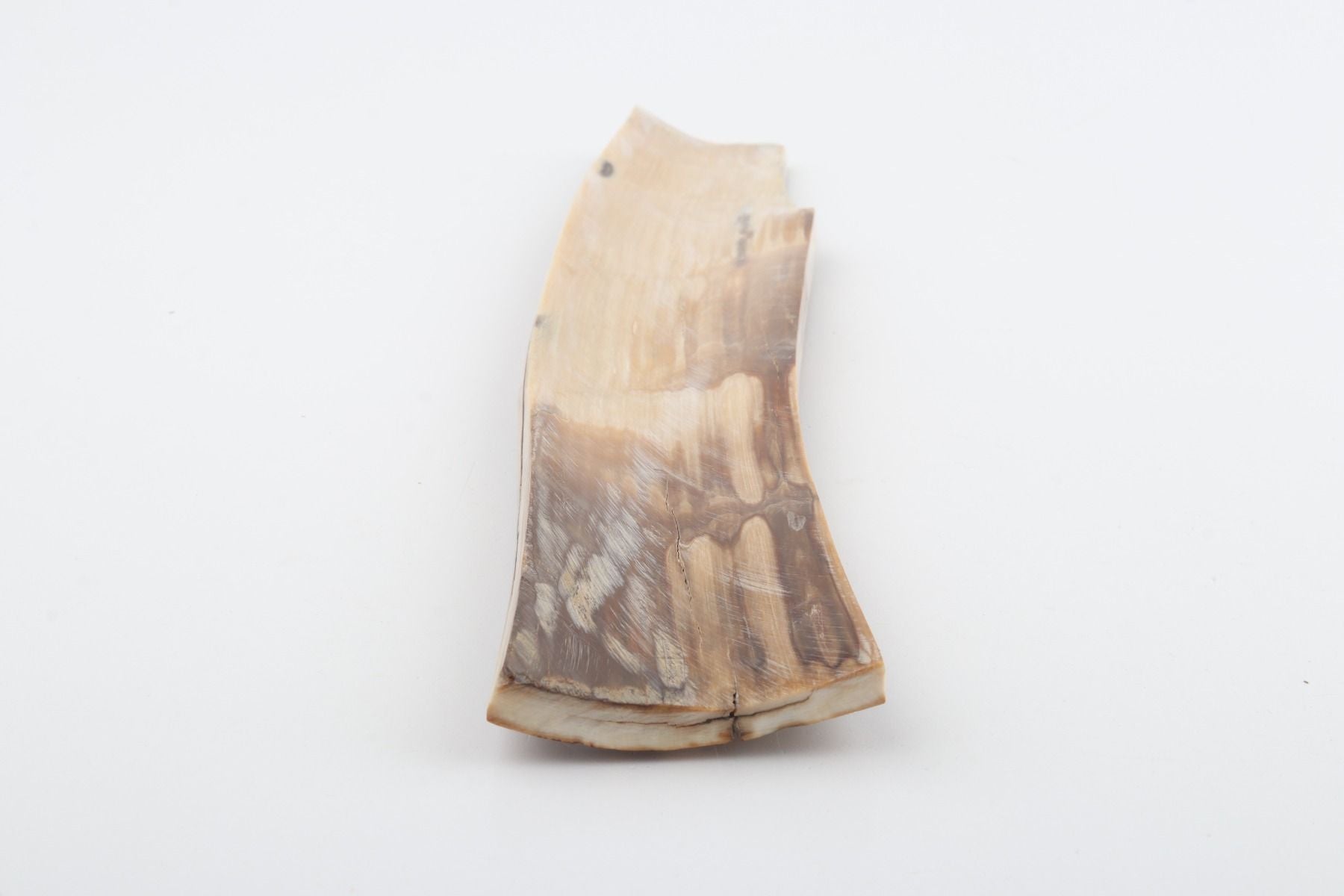 Caramel-brown mammoth bark