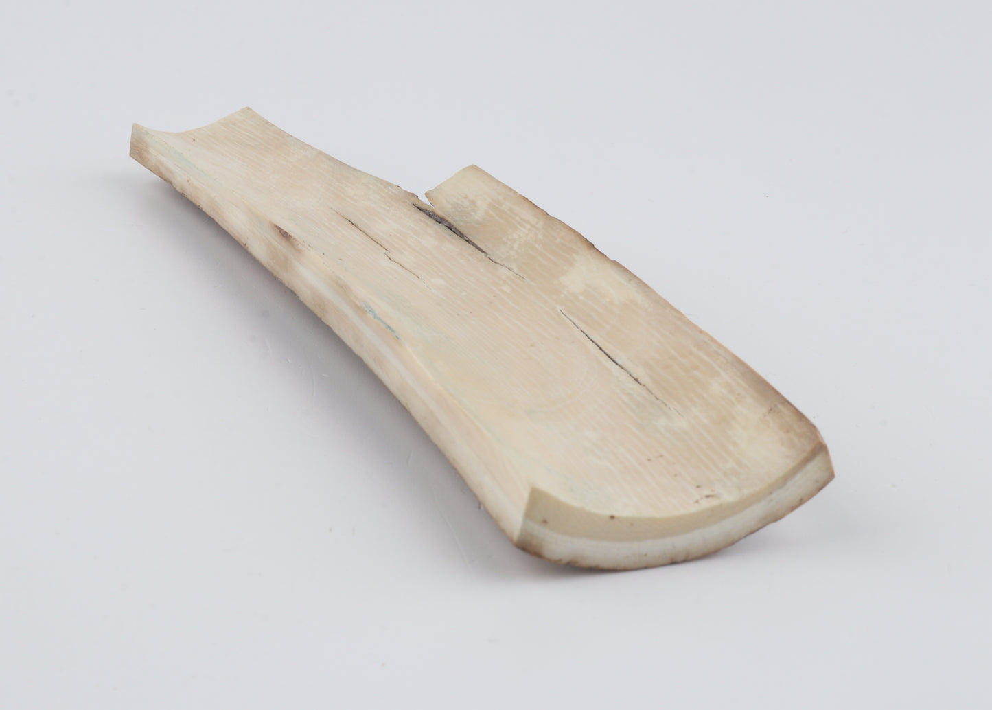 Multicoloured mammoth bark