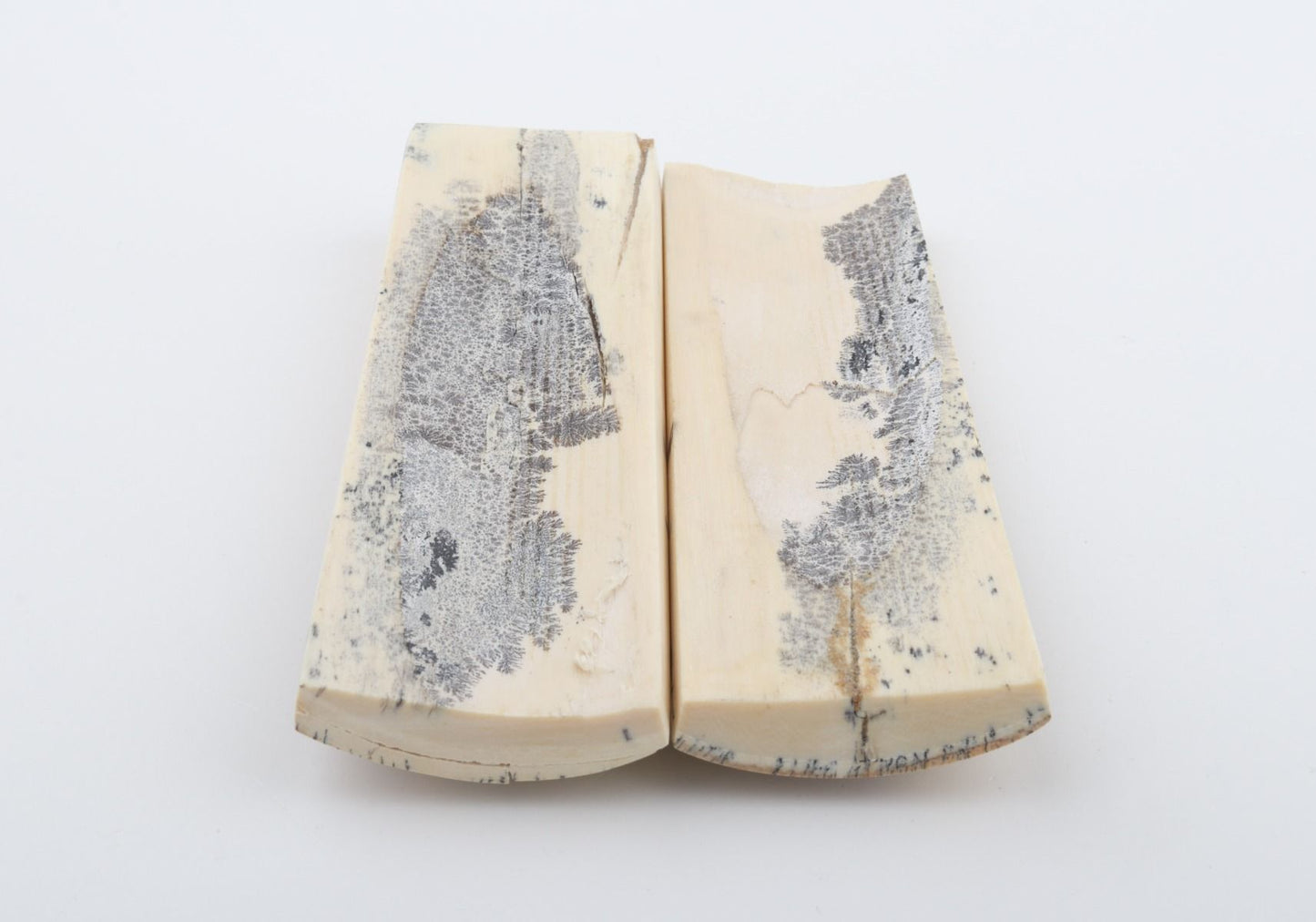 Stabilised mammoth bark scales