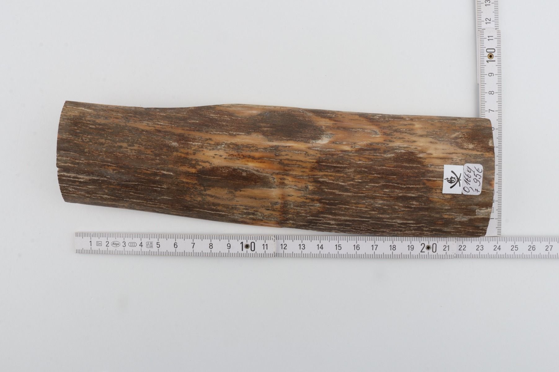 Beige mammoth bark