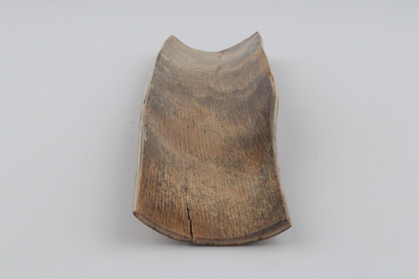 Beige mammoth bark