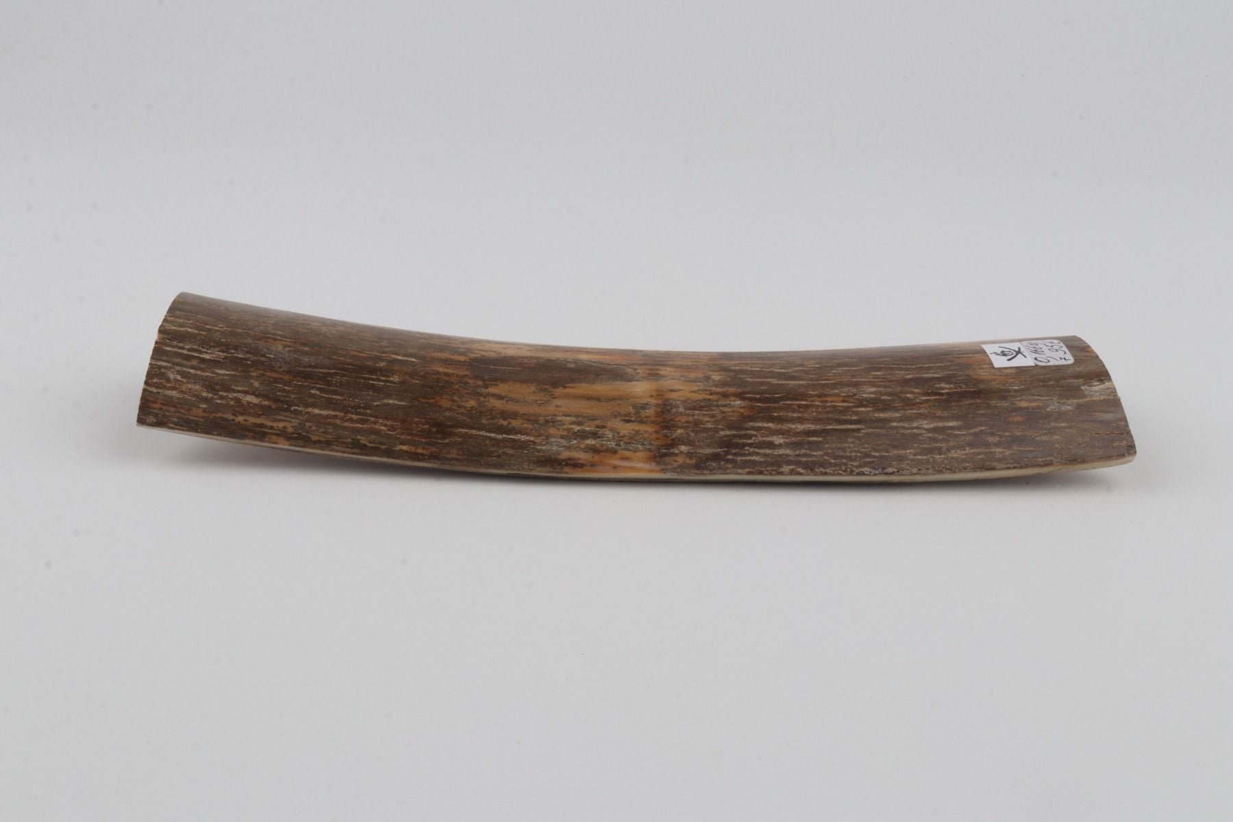 Beige mammoth bark