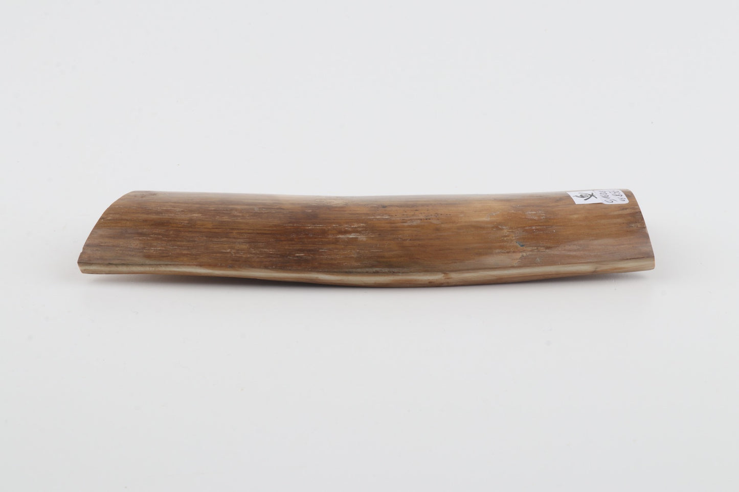 Beige mammoth bark