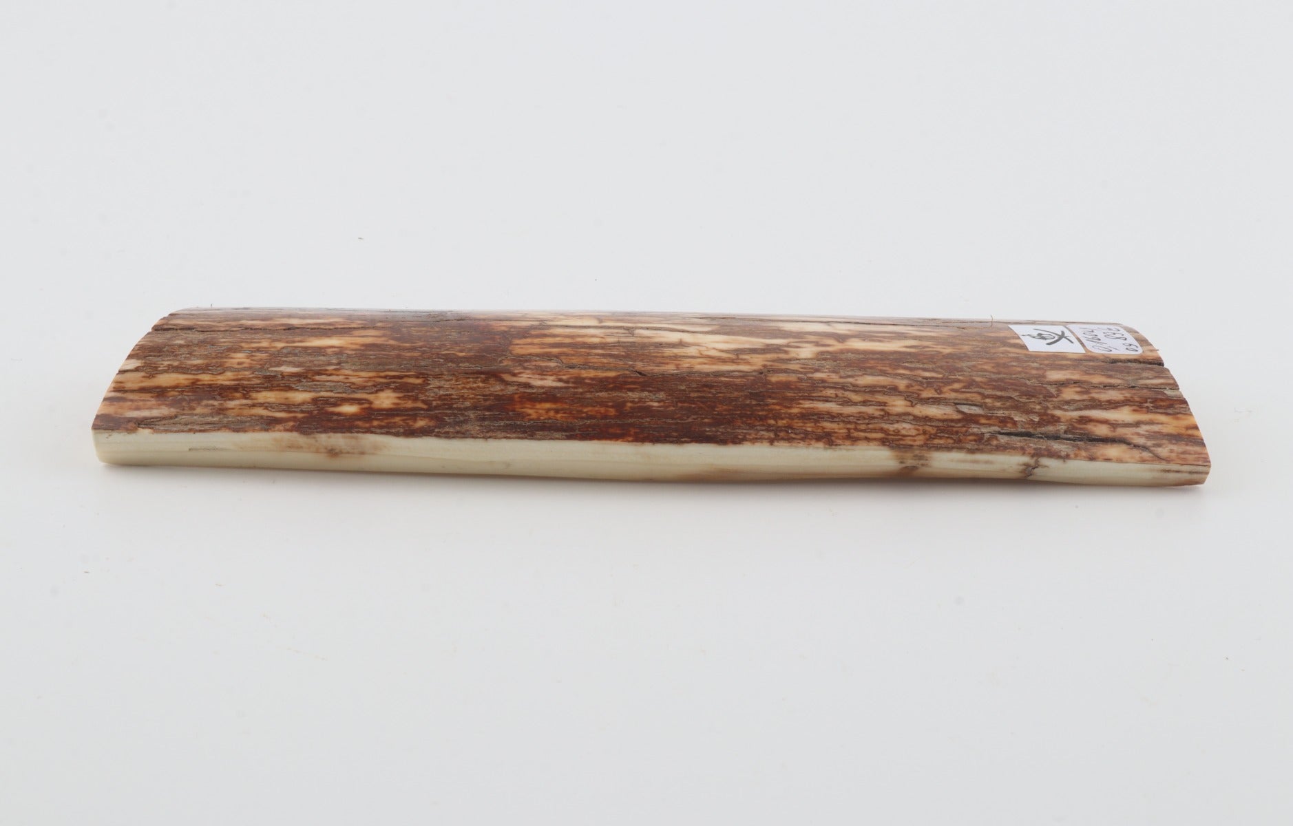 Orange-brown mammoth bark